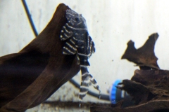 Panaqolus albivermis (L 204)