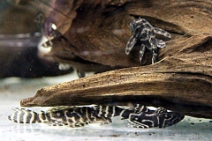 Hypancistrus debilittera (L129)