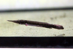 Rotflossen Hechtsalmler (Boulengerella lucius)