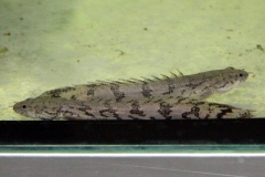 Endlichers-Flösselhecht (Polypterus endlicherii)