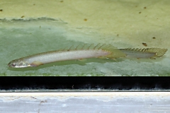 Senegal-Flösselhecht (Polypterus senegalus)