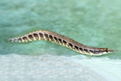 Gürtel-Stachelaal (Macrognathus circumcinctus)