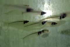 Indischer Glaswels (Kryptopterus vitreolus)