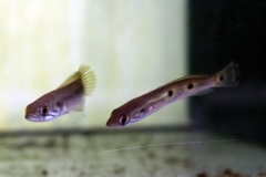 Augenfleck-Schlangenkopf (Channa pleurophthalma)