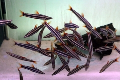 Prachtkopfsteher (Anostomus anostomus)