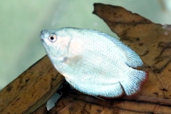 Zwergfadenfisch "Neon Blau" (Trichogaster lalius)