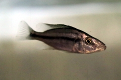 Messerbuntbarsch (Dimidiochromis compressiceps)