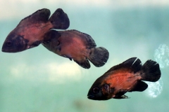 Roter Oskar (Astronotus ocellatus)