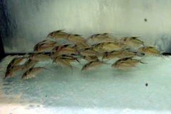 Riesen-Panzerwels (Corydoras robustus)