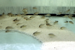 Rio Branco Panzerwels (Corydoras kanei)