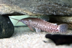 Lepthoplosternum cf. tordilho (Albino)