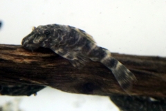 Panaqolus cf. maccus "L 448" / "LDA 67"