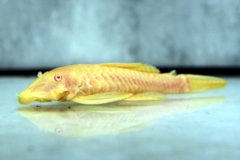 Ancistrus sp. "Gold"