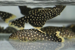 Baryancistrus xanthelus (L 18)