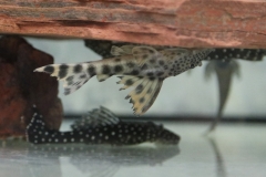 Ancistomus cf. sabaij (L 75)