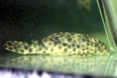 Peckoltia oligospila (L 6)