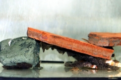 Leporacanthicus sp. "L 314"