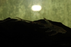 Sturisoma robustum