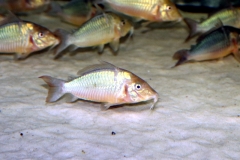 Brochis multiradiatus