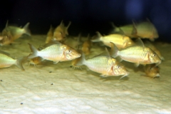 Brochis multiradiatus