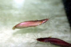 Kiemensackwels (Heteropneustes fossilis)