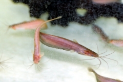Kiemensackwels (Heteropneustes fossilis)