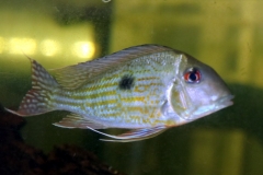 Geophagus abalios