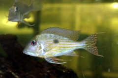 Geophagus abalios