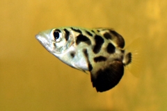 Leopard-Schützenfisch (Toxotes blythii)