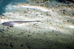 Planiloricaria cryptodon