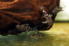 Malawi-Fiederbartwels (Synodontis sp.)