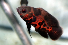 Astronotus ocellatus