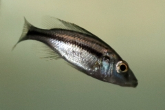 Messerbuntbarsch (Dimidiochromis compressiceps)