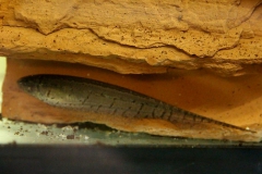 Brachyhypopomus pinnicaudatus