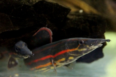 Mastacembelus erythrotaenia
