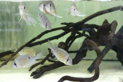 Biotodoma sp.