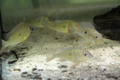 Geophagus abalios/dicrozoster
