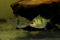 Myleus cf. schomburgki