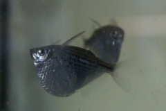 Gasteropelecus maculatus