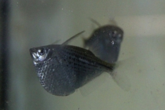 Gasteropelecus maculatus