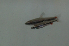 Nannostomus beckfordi