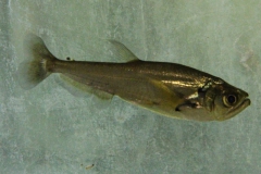 Hydrolycus scomberoides