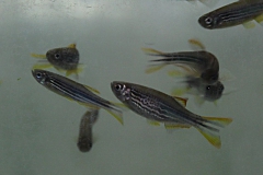 Danio/Brachydanio "frankei"