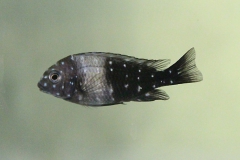 Tropheus duboisi