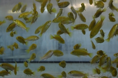 Labidochromis caeruleus