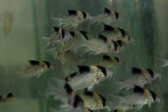 Corydoras burgessi