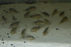 Corydoras ourastigma