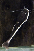 Phractocephalus hemioliopterus NZ