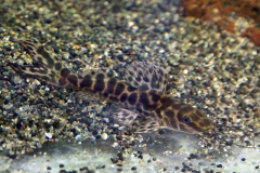 Leiarius marmoratus