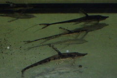 Sturisoma aureum
